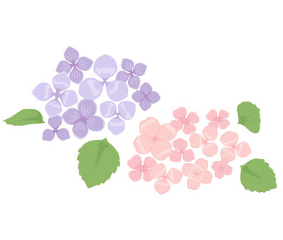 無料素材 淡い色合いのピンクと紫が綺麗なアジサイの花のイラスト