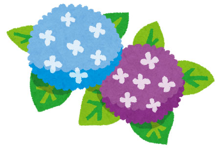無料素材 青と紫の紫陽花を描いた綺麗なイラスト 梅雨の時期のデザインに