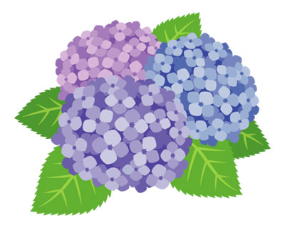 無料素材 色合いの違う3輪のあじさいの花を描いたフリーイラスト