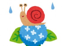 あじさいの花とカタツムリを描いたフリーイラスト。梅雨のデザインに。