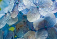 雨に濡れた紫陽花の花びらを撮影したフリー写真素材