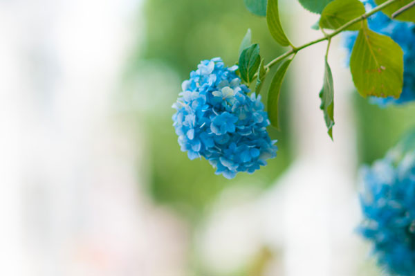鮮やかなブルーがとっても綺麗な紫陽花を撮影したフリー写真素