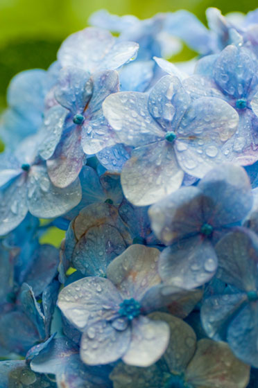 雨に濡れた紫陽花の花びらを撮影したフリー写真素材