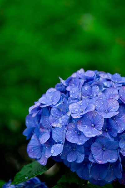 鮮やかな紫色がとっても綺麗なアジサイの花のフリー写真