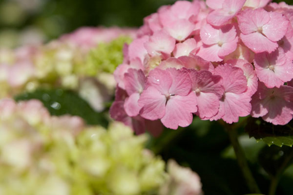 ピンクのあじさいの花を撮影したフリー写真
