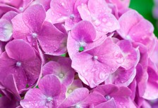 雨に濡れた紫の紫陽花の花を撮影したフリー写真素材。梅雨のデザインに。