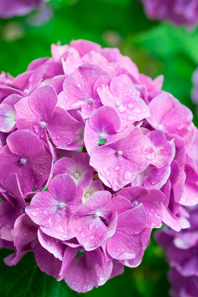 フリー素材 雨に濡れた紫の紫陽花の花を撮影したフリー写真素材 梅雨のデザインに