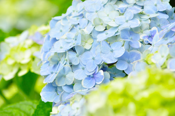 しっとりと濡れた紫陽花の花を撮影したフリー写真。淡い青と緑の色合いが綺麗。