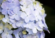 淡い紫色や繊細な花びらが綺麗な紫陽花のフリー写真