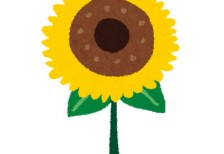 一輪の向日葵の花を描いたフリーイラスト