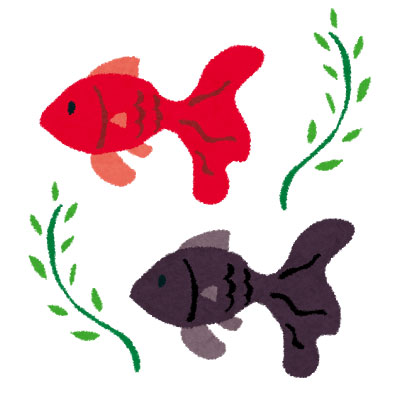赤と黒の二匹の金魚を描いたイラスト。夏らしい涼しげなデザイン。