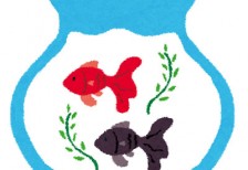 金魚鉢の中で優雅に泳ぐ金魚達を描いたフリーイラスト