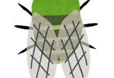 緑色のミンミンゼミを描いたイラスト。夏や昆虫採集のデザインに。