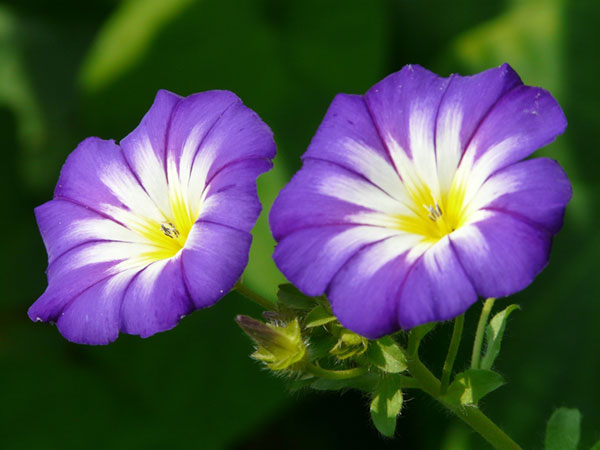 二輪のアサガオの花を撮影したフリー写真素材。紫・白・黄色の色合いが綺麗。