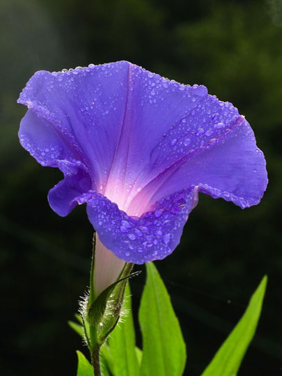 露で湿ったアサガオの花の写真素材。深い紫色がとっても綺麗。