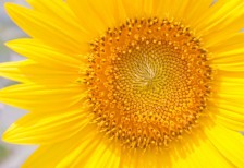 ひまわりの花をアップで撮影した写真素材。爽やかな黄色がとっても綺麗。