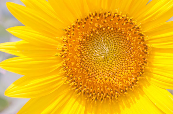 ひまわりの花をアップで撮影した写真素材。爽やかな黄色がとっても綺麗。
