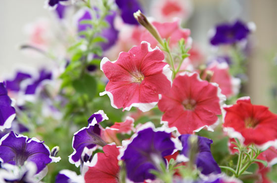 ピンクや紫の朝顔を撮影したフリー写真素材。たくさん咲いた二色の花がとっても綺麗。