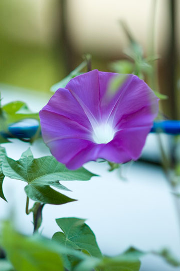 紫色の朝顔の花の写真素材。落ち着いた色合いと綺麗なボケ味がとっても綺麗。