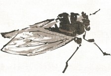 free-template-summer-no55-brown-cicada