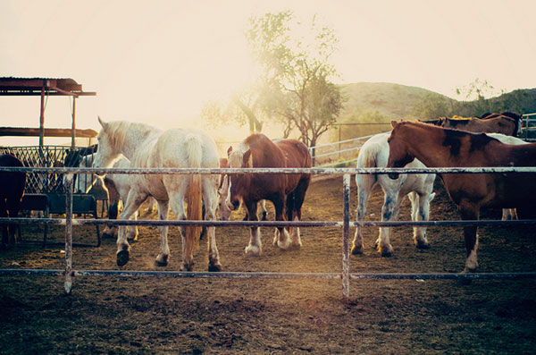 牧場の馬達を撮影した写真素材。レトロな色合いとふわっと広がる逆光がおしゃれな雰囲気。