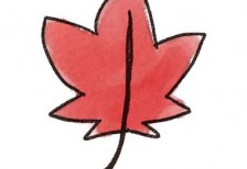 真っ赤に染まったかえでの葉を描いたイラスト。手描き感のあるタッチがゆるくてかわいいデザイン。