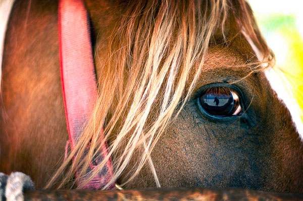 澄んだ目をした優しい表情の馬の瞳をアップで撮影した写真素材