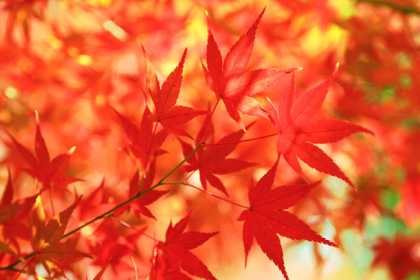 真っ赤に染まったもみじの葉を撮影した高画質写真。秋らしい爽やかなデザインに。