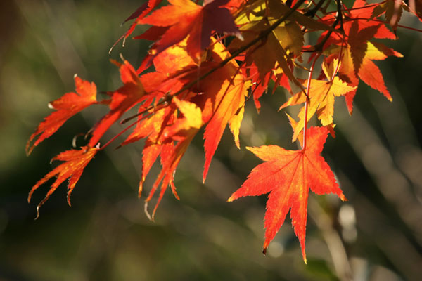 紅葉したもみじの葉を撮影した写真画像。光を透かして鮮やかなグラデーションが綺麗。