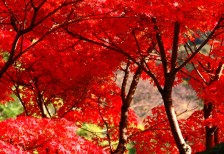 紅葉に染まった森の木々を撮影した高画質なフリー写真素材