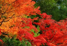 紅葉の森を撮影した写真画像。オレンジ・赤・緑の三色が鮮やかで綺麗。