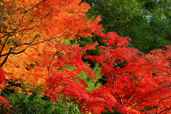 紅葉の森を撮影した写真画像。オレンジ・赤・緑の三色が鮮やかで綺麗。