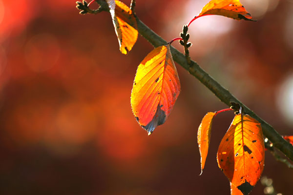 枯れかけて枝から落ちそうな紅葉した葉の写真素材。秋の終わりを感じるデザインに。