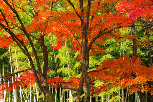 紅葉に染まった木を撮影した写真。背景の緑の木とのコントラストが綺麗。