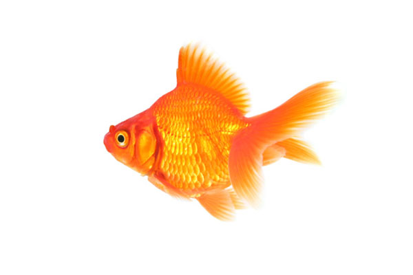 オレンジ色に輝く美しい金魚の写真素材。夏らしい涼しげなデザインに。