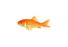 鮮やかなオレンジ色の金魚を撮影した高解像度写真。夏らしい涼しげな雰囲気。