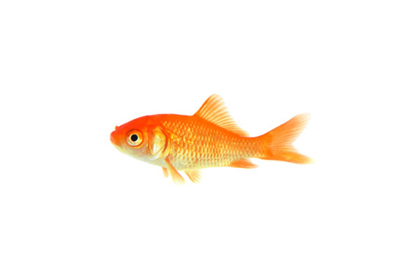 鮮やかなオレンジ色の金魚を撮影した高解像度写真。夏らしい涼しげな雰囲気。