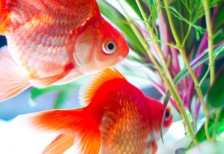 水草と二匹の金魚を撮影した写真素材。赤と緑のコントラストが鮮やかで綺麗。