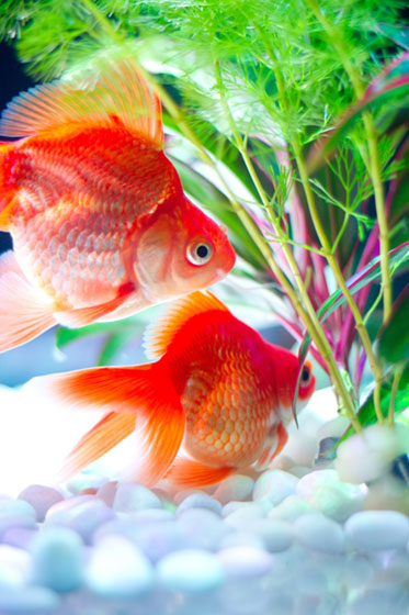 フリー素材 水草と二匹の金魚を撮影した写真素材 赤と緑のコントラストが鮮やかで綺麗