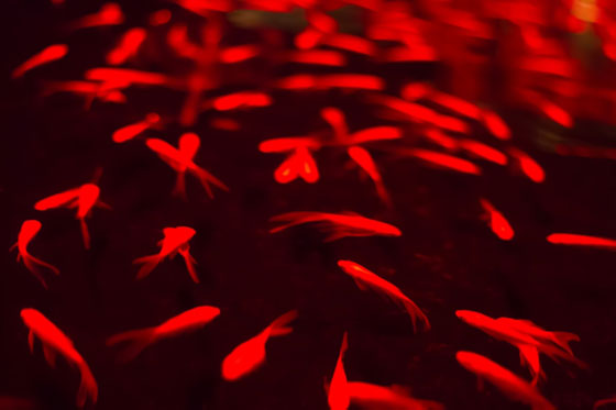 暗闇の中で泳ぐたくさんの金魚たちを撮影した写真素材