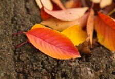 綺麗なグラデーションで染まった紅葉の葉を撮影した写真素材