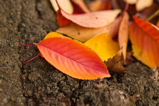 綺麗なグラデーションで染まった紅葉の葉を撮影した写真素材