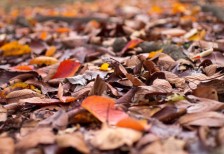 地面に積もった落ち葉を撮影した写真。秋から冬にかけてのデザインに。