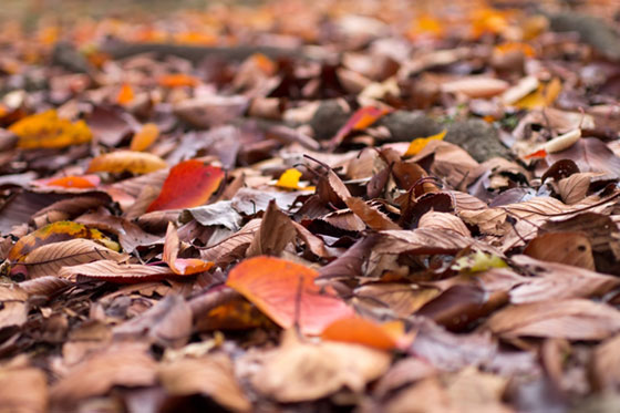 地面に積もった落ち葉を撮影した写真。秋から冬にかけてのデザインに。