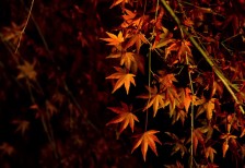 ライトアップされた夜のモミジを撮影した写真素材。夜の闇に映えるオレンジ色がとっても綺麗。