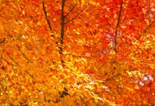 綺麗なオレンジ染まった紅葉を撮影したフリー写真素材。秋のデザインにぴったり。