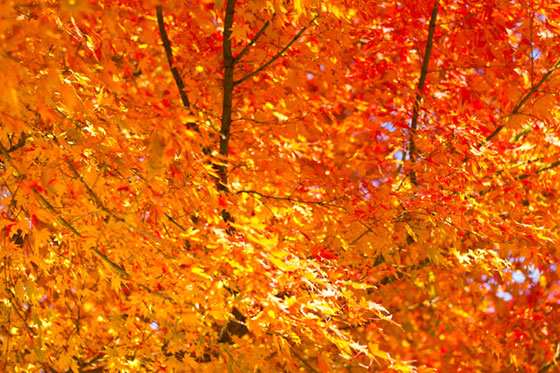 フリー素材 綺麗なオレンジ染まった紅葉を撮影したフリー写真素材 秋のデザインにぴったり