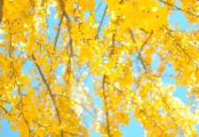 青空をバックに紅葉した銀杏の木を撮影した写真素材。秋のデザインに。