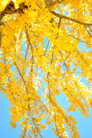 青空をバックに紅葉した銀杏の木を撮影した写真素材。秋のデザインに。