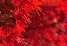 真っ赤に染まった紅葉を撮影した写真素材。鮮やかな彩りがとっても綺麗。